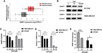 Disulfiram Improves the Anti-PD-1 Therapy Efficacy by Regulating PD-L1 Expression via Epigenetically Reactivation of IRF7 in Triple Negative Breast Cancer